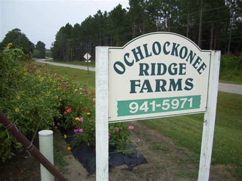 Ochlockonee Ridge Farms